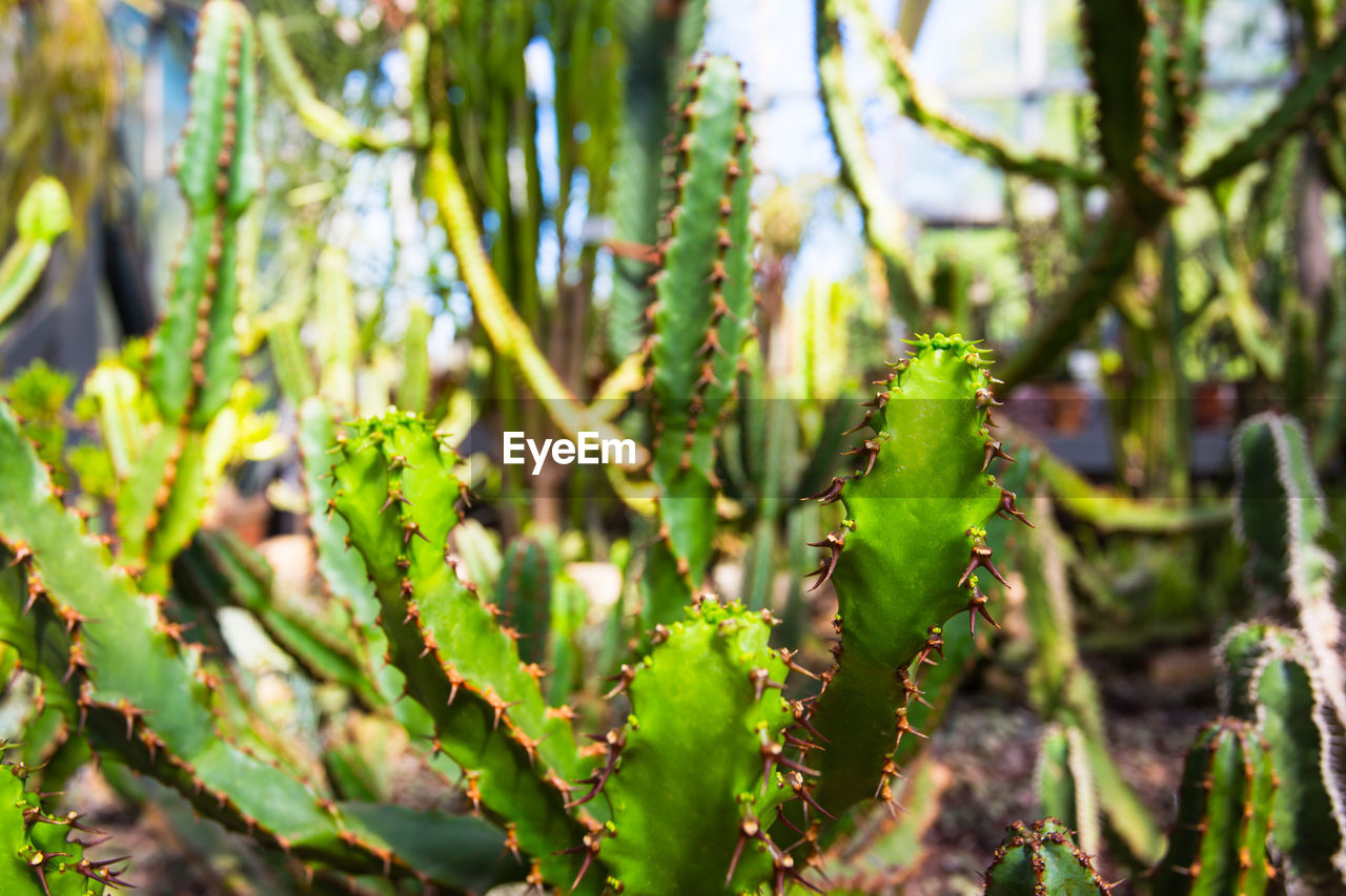 CLOSE-UP OF SUCCULENT PLANT OUTDOORS