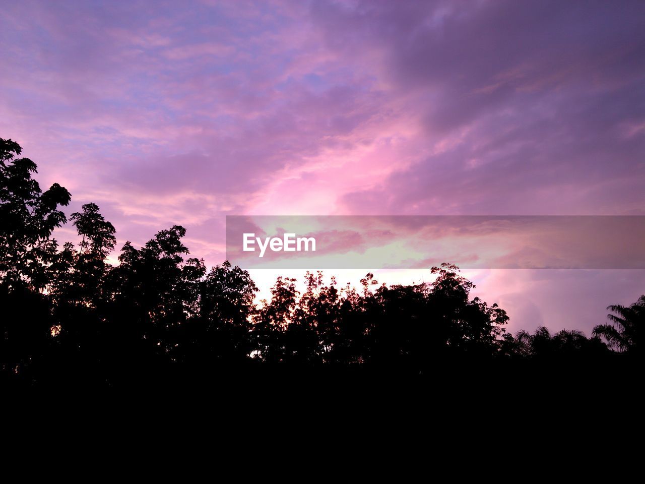 LOW ANGLE VIEW OF SILHOUETTE TREES AGAINST SKY