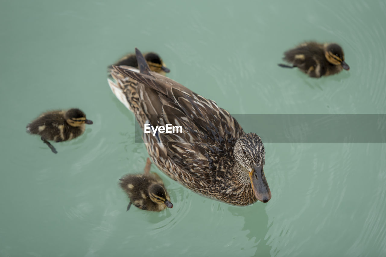 HIGH ANGLE VIEW OF DUCK SWIMMING ON WATER