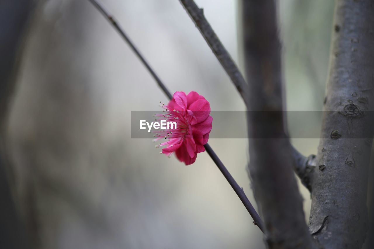 Close-up of pink flowers