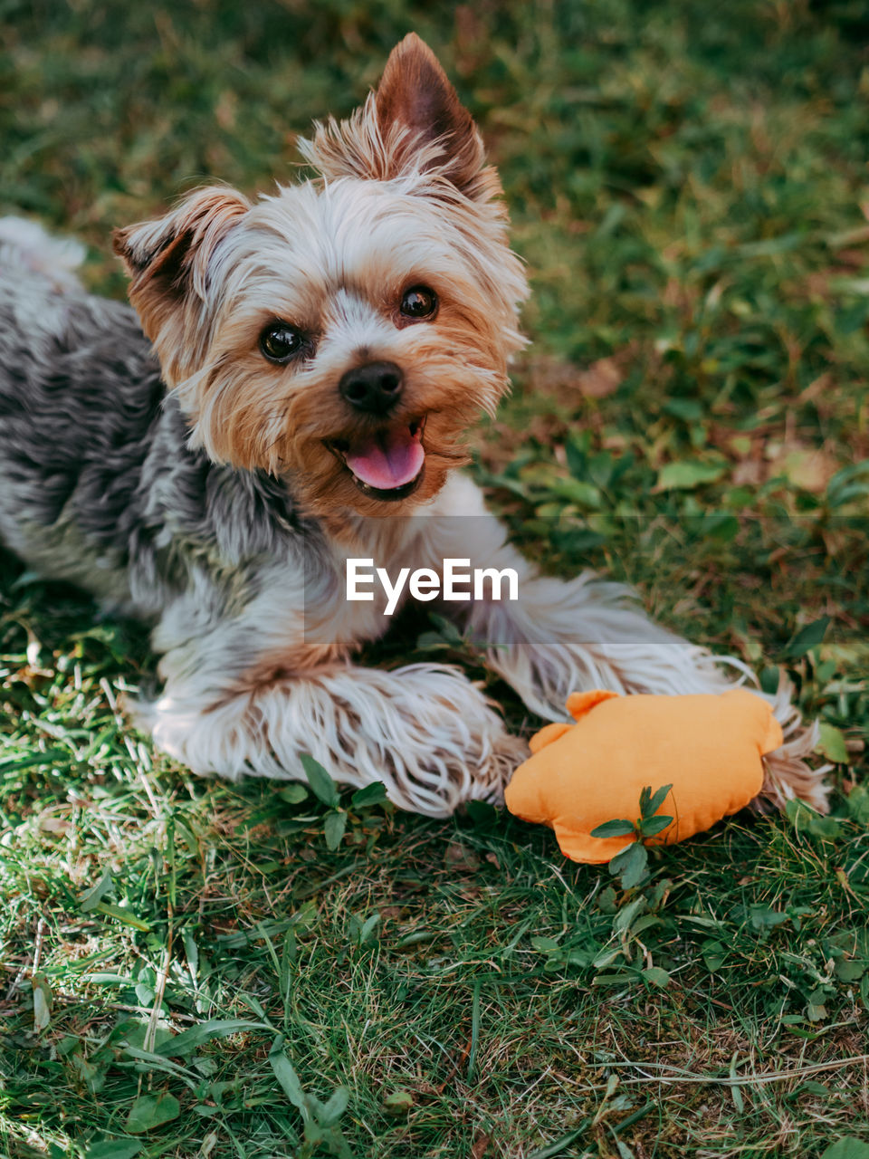 Little yorkshire terrier posing an grass. yorkie dog