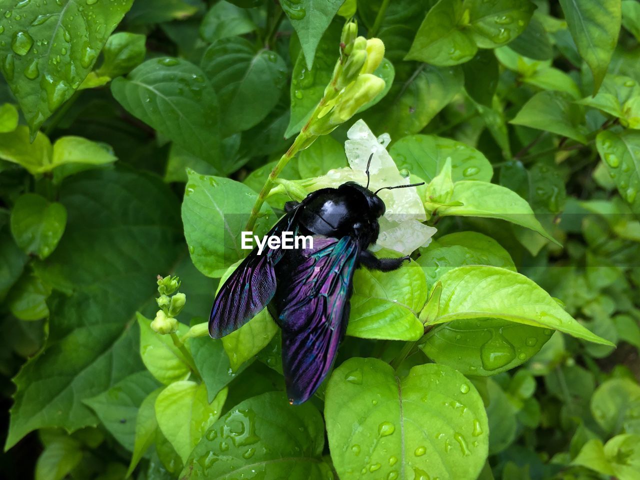 BUTTERFLY ON PLANT