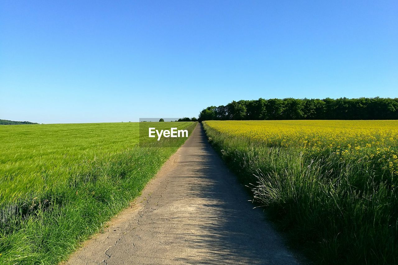 Scenic view of agricultural field against clear blue sky