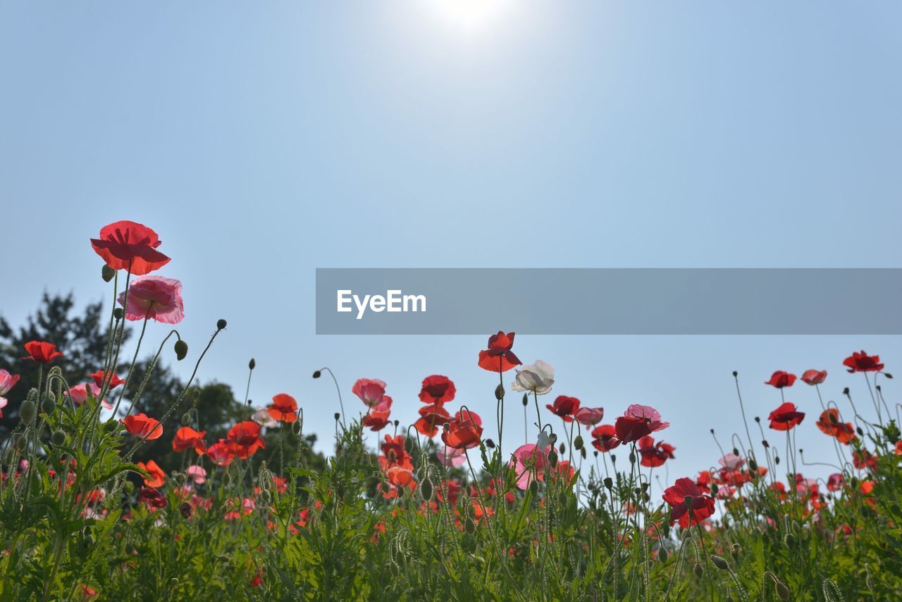 Low angle view of flowers blooming on field against clear sky