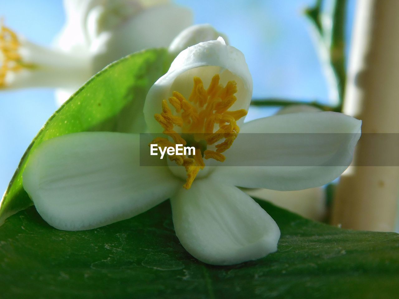 Close-up of white flowering plant