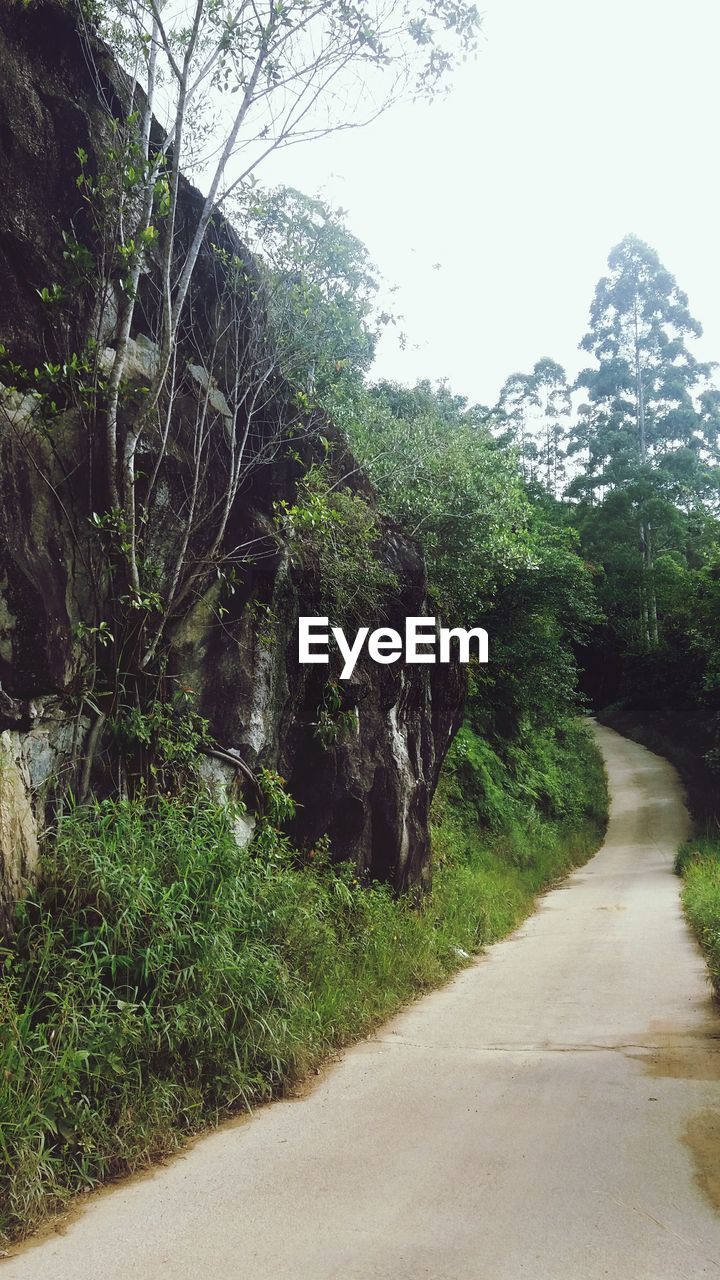 Road amidst trees in forest against clear sky