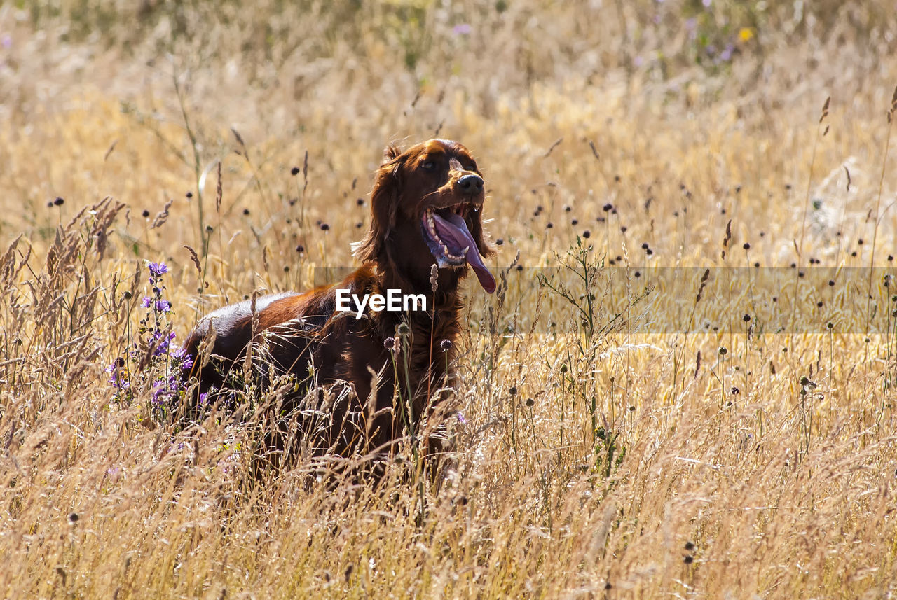 VIEW OF DOG ON FIELD