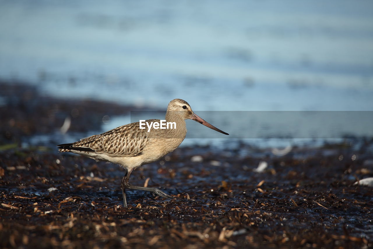 Side view of bird walking at beach