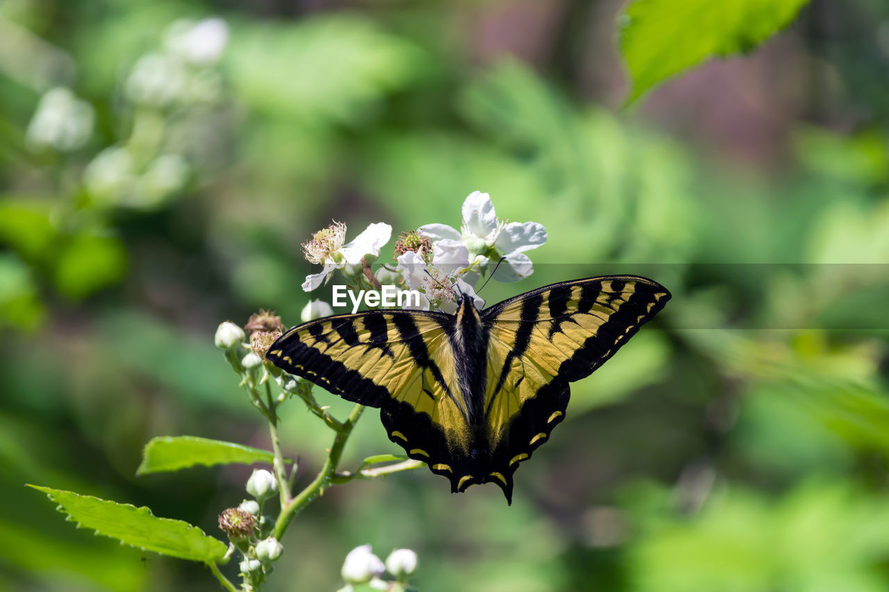 CLOSE-UP OF BUTTERFLY POLLINATING FLOWER