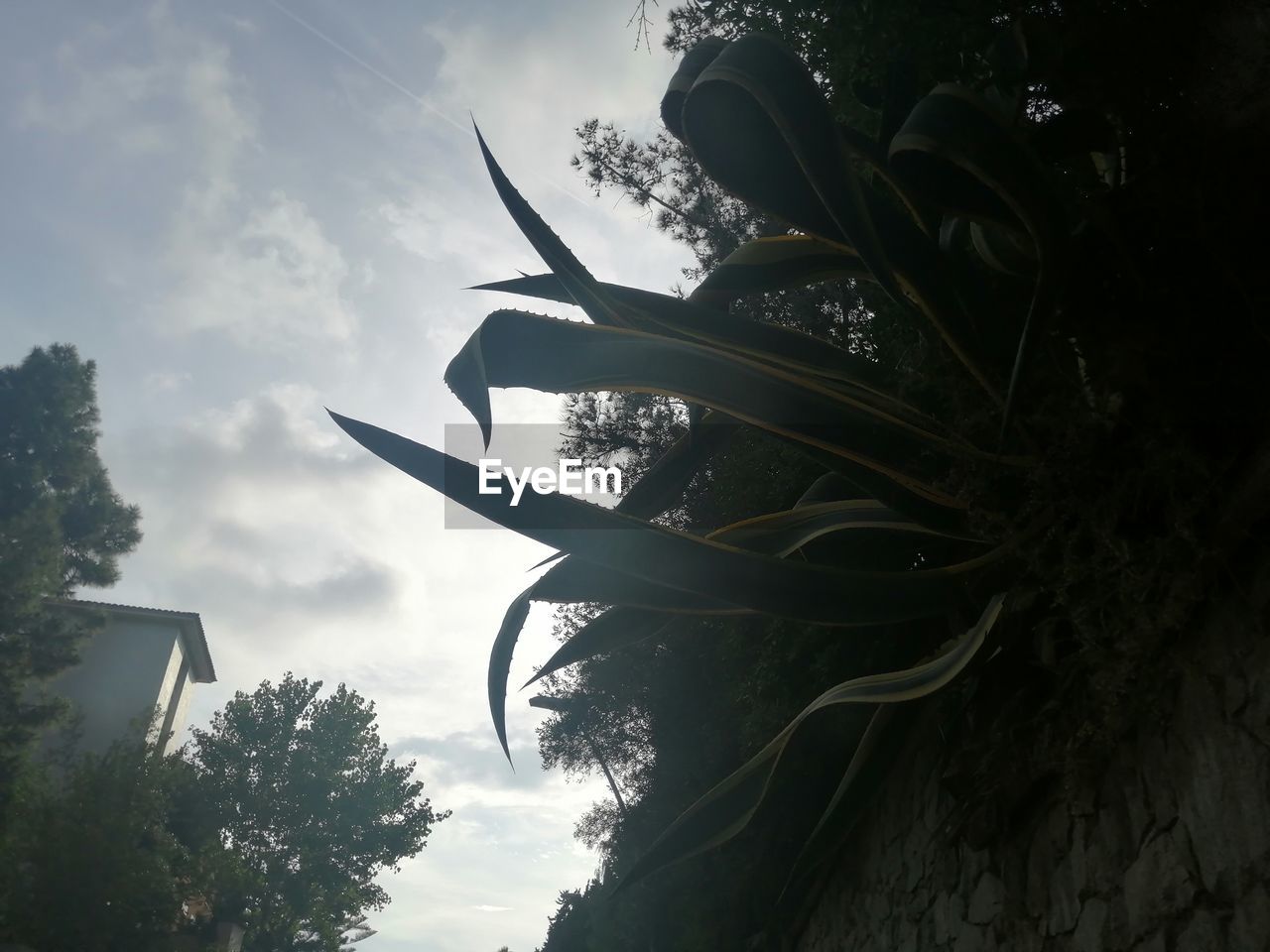 LOW ANGLE VIEW OF SILHOUETTE TREE AGAINST SKY AT SUNSET