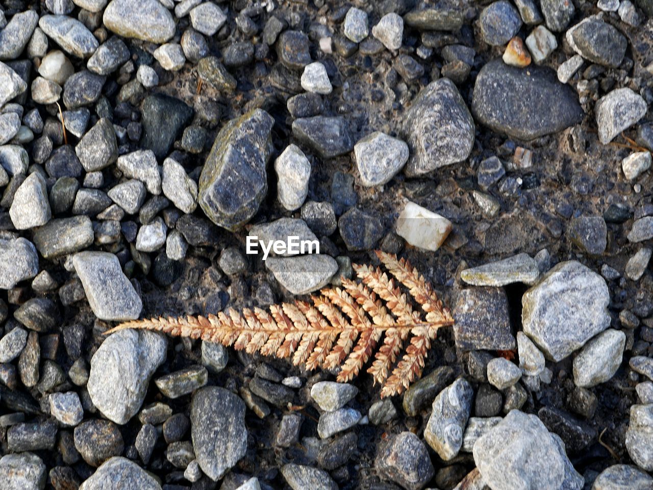 HIGH ANGLE VIEW OF LIZARD ON ROCKS