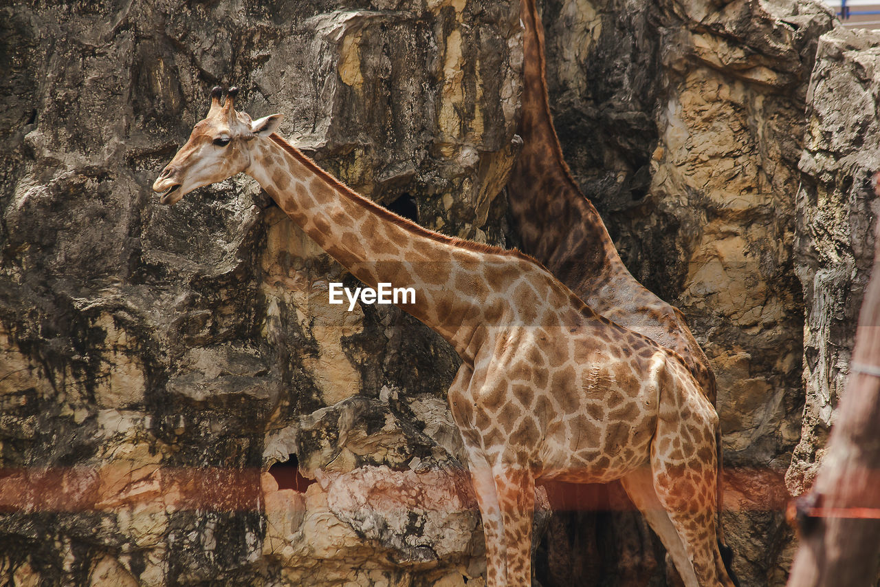 Close-up of giraffe in zoo