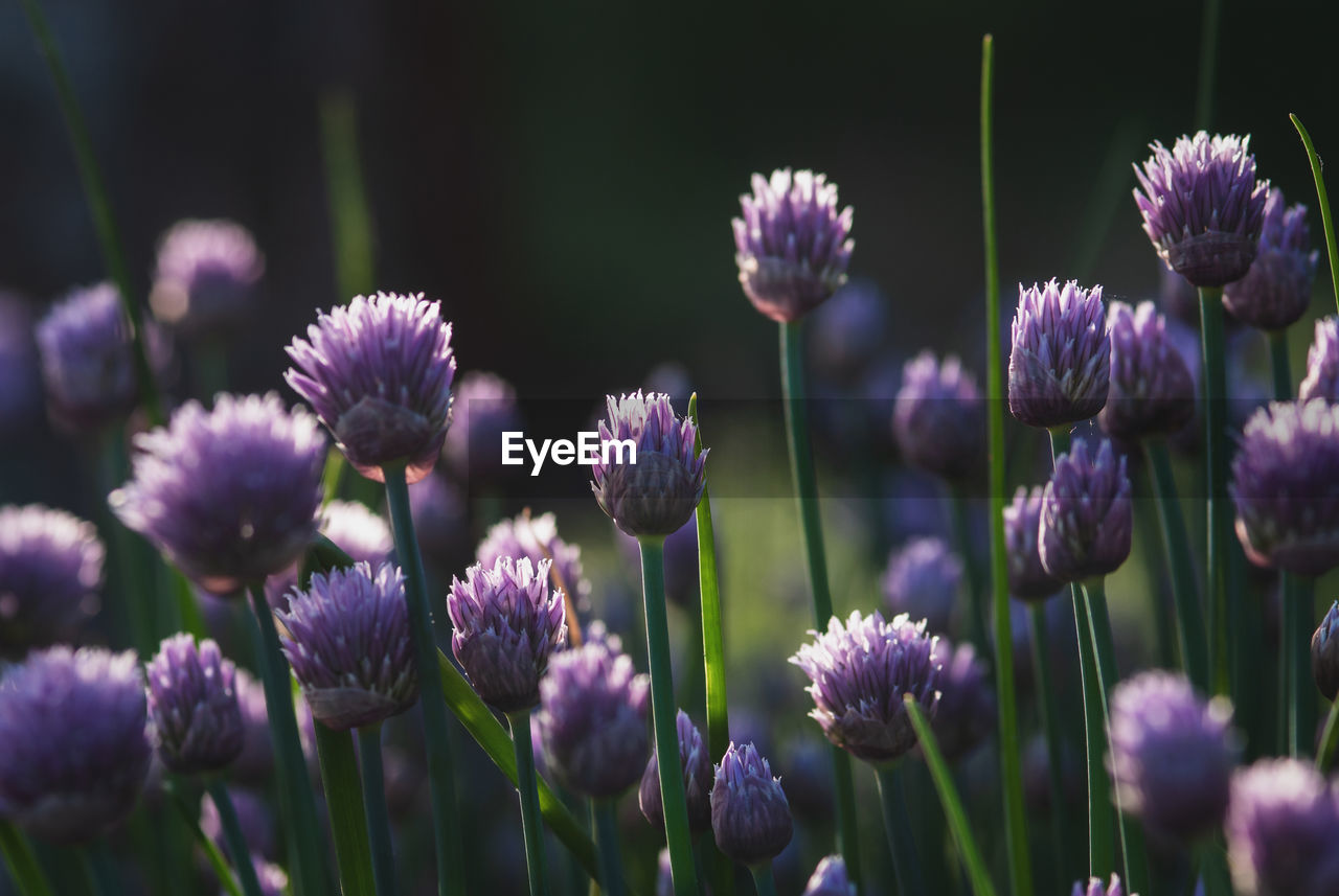 Purple chives flowers for nature backgrounds, dusk evening light