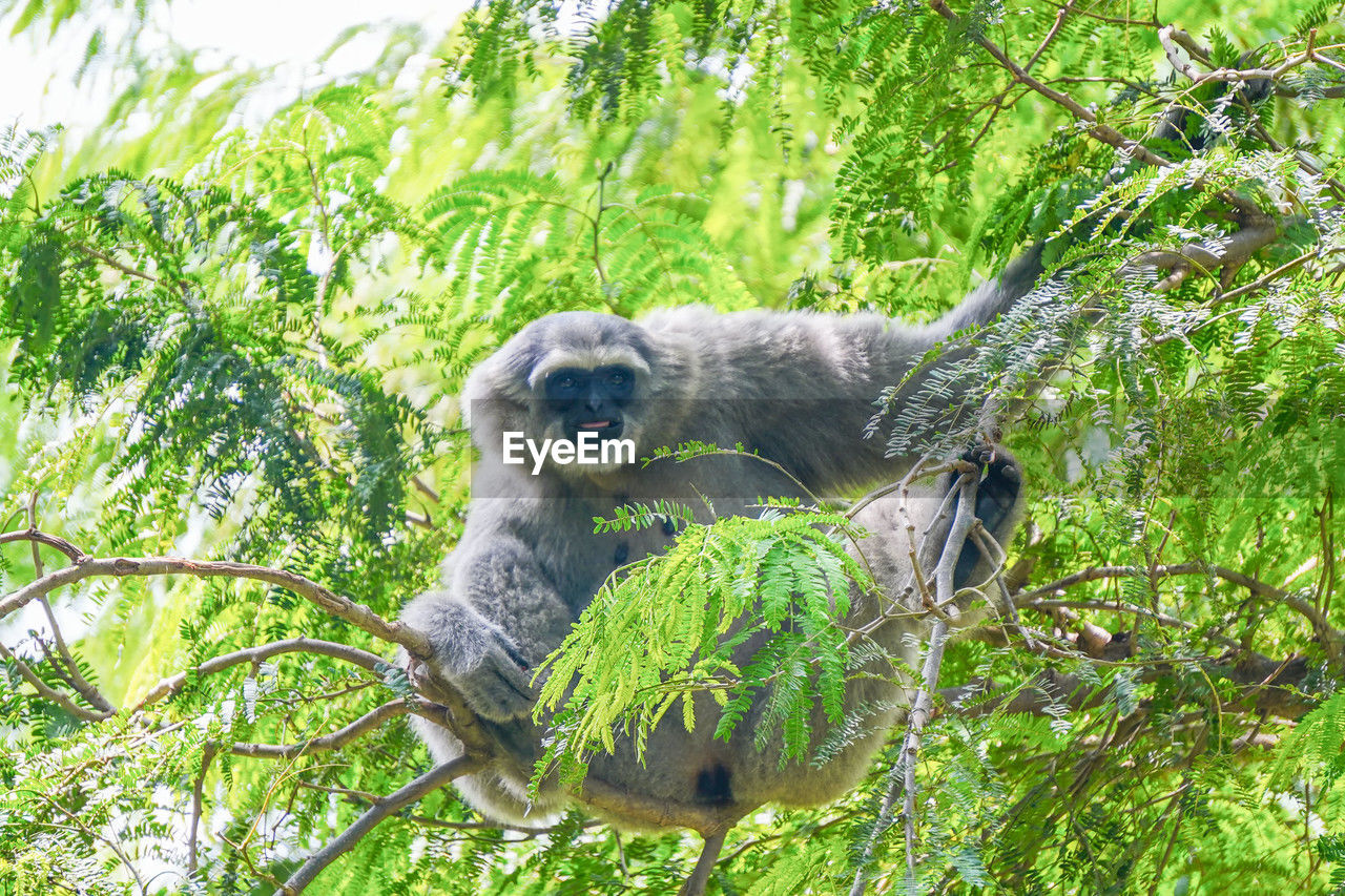 animal, animal themes, plant, tree, animal wildlife, wildlife, mammal, one animal, nature, branch, green, primate, no people, day, monkey, jungle, forest, growth, leaf, land, plant part, rainforest, sitting, low angle view, outdoors, relaxation