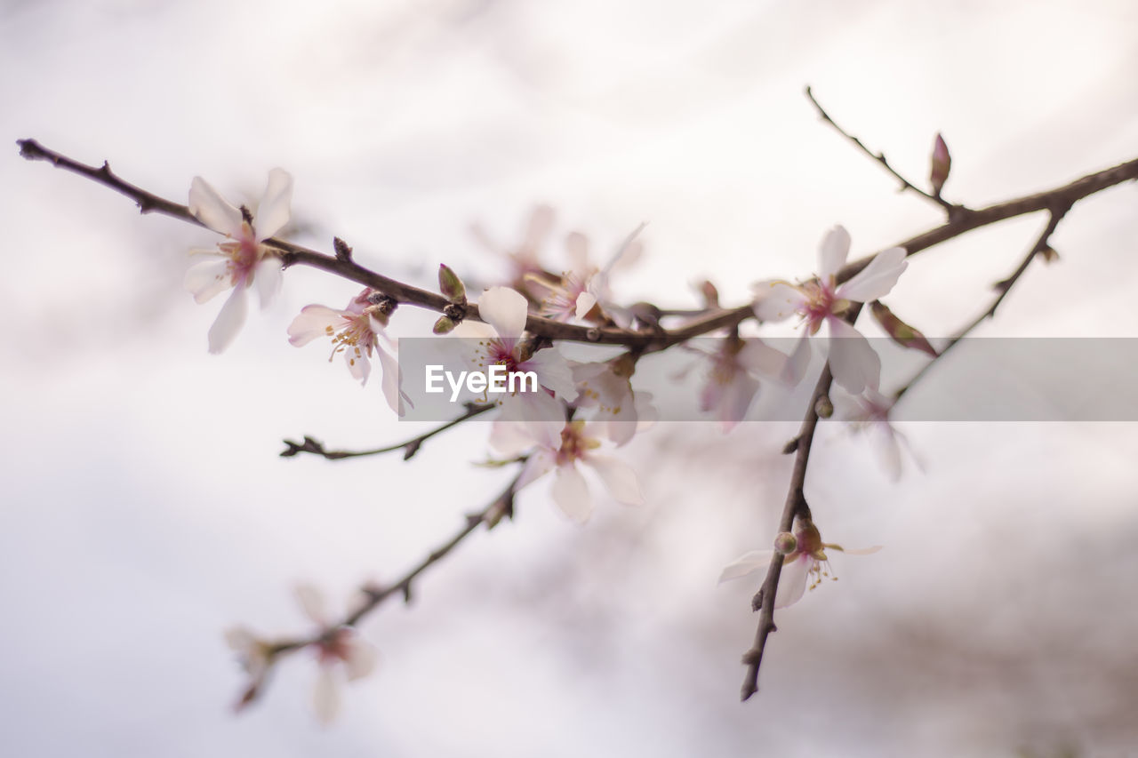 Close-up of cherry blossoms in spring