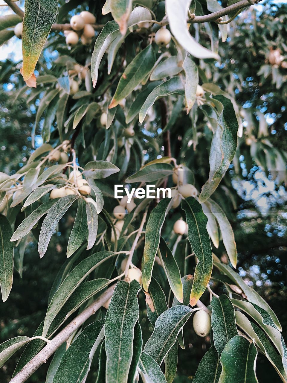 CLOSE-UP OF BERRIES ON TREE