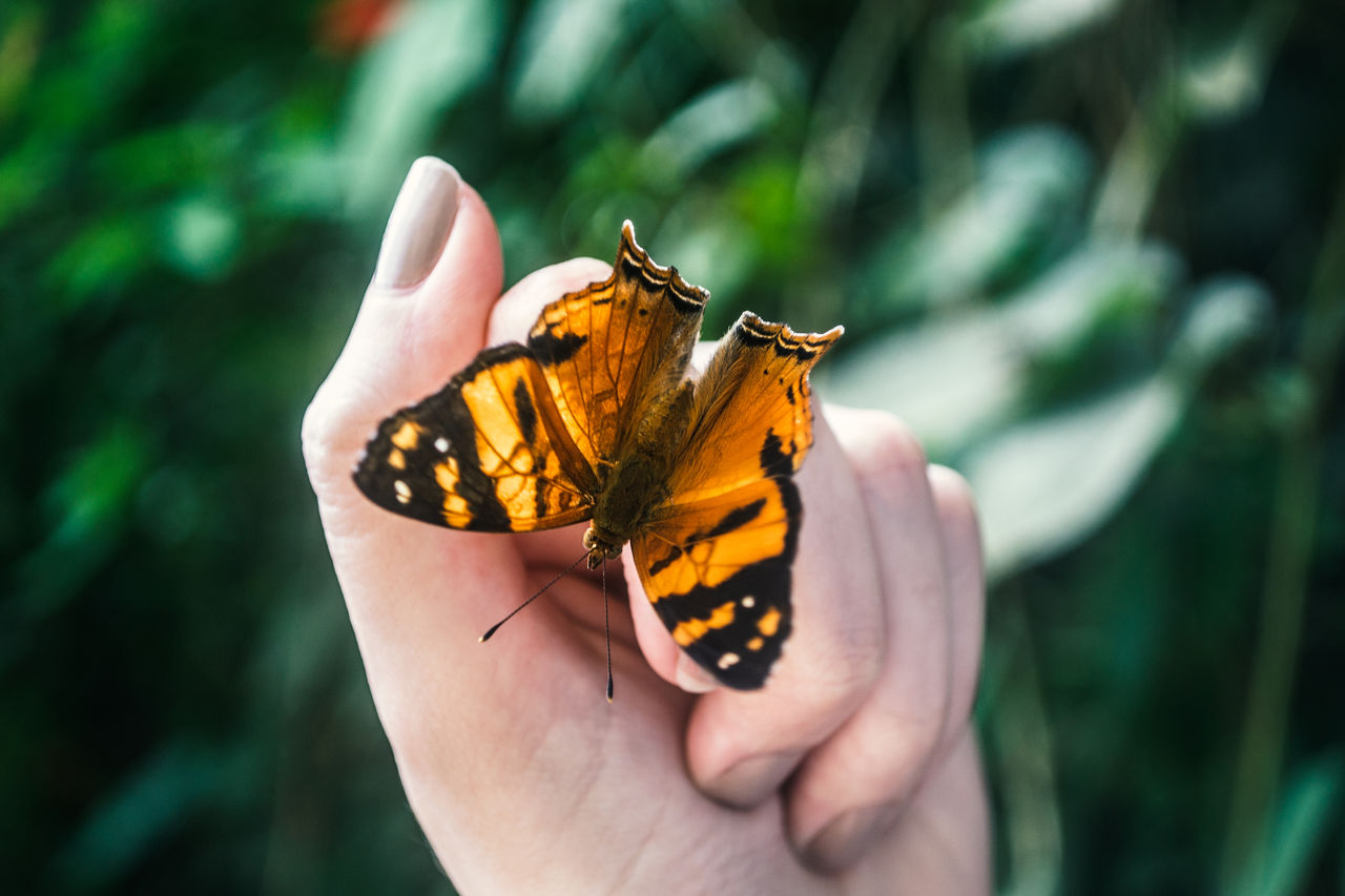 Cropped hand of woman with butterfly against plants