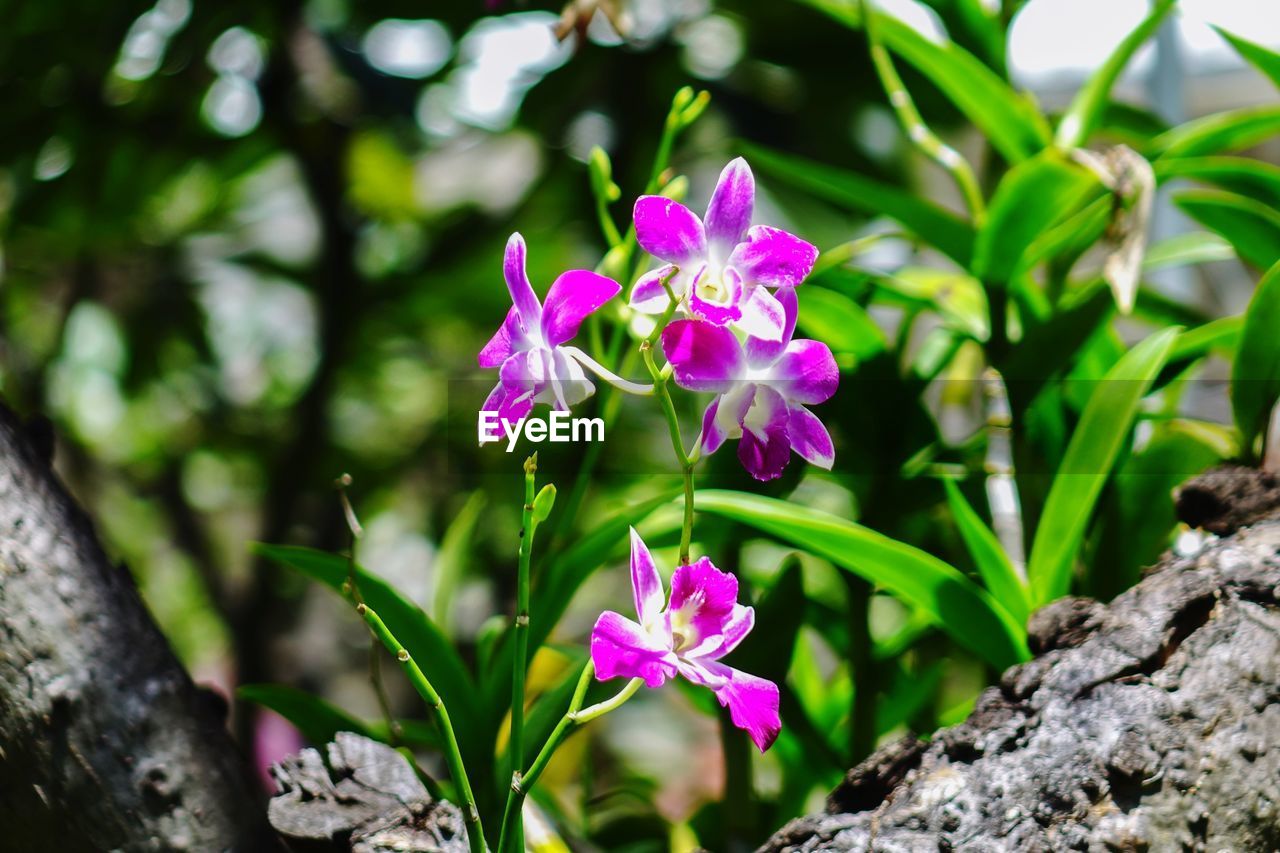 CLOSE-UP OF PINK IRIS BLOOMING OUTDOORS