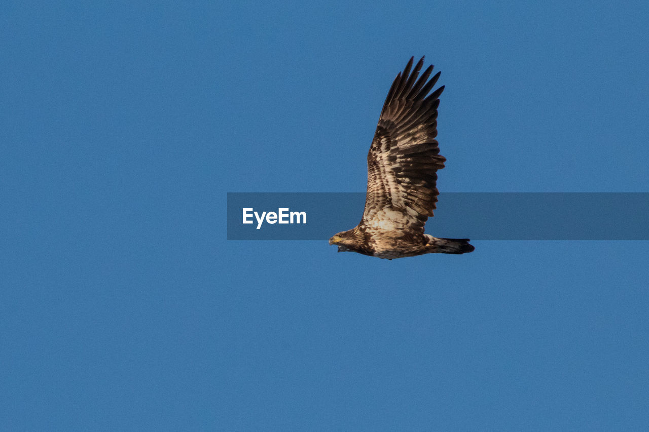 Low angle view of eagle flying against clear blue sky