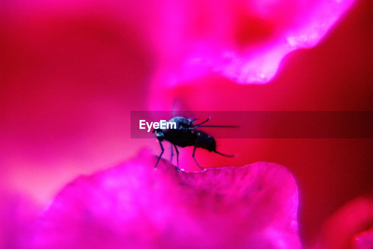 CLOSE-UP OF INSECT ON FLOWER