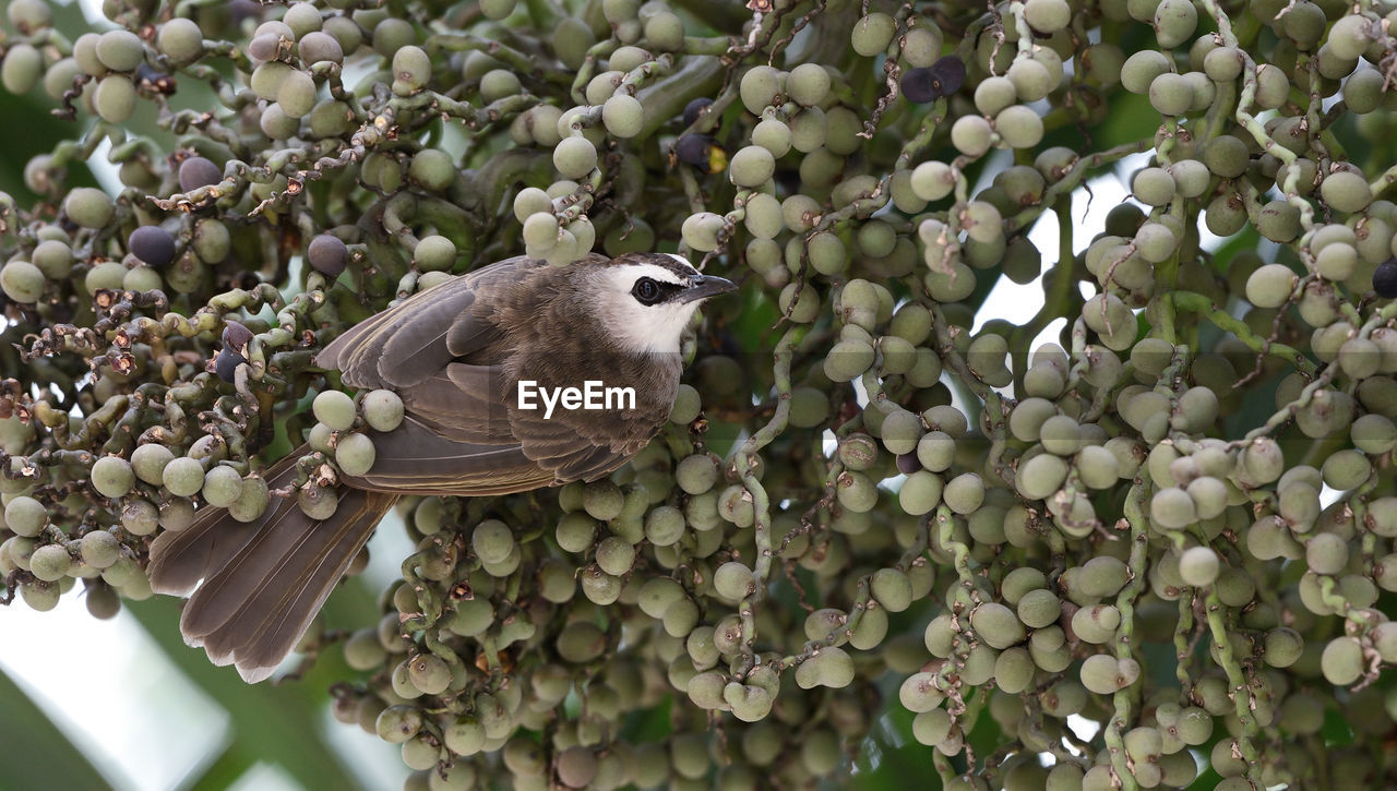 Low angle view of a bird on plant