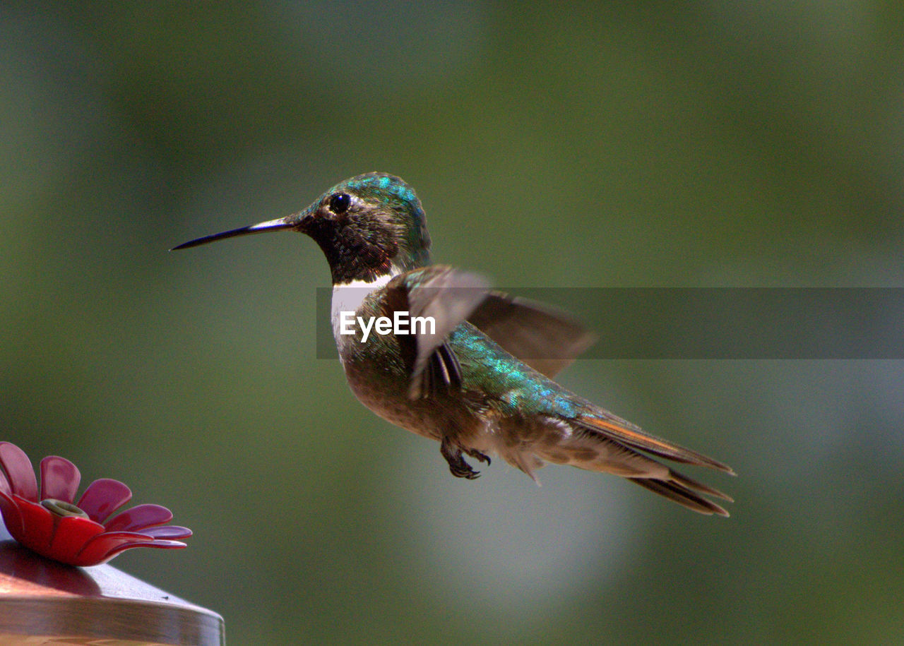 Close-up of hummingbird flying in mid-air