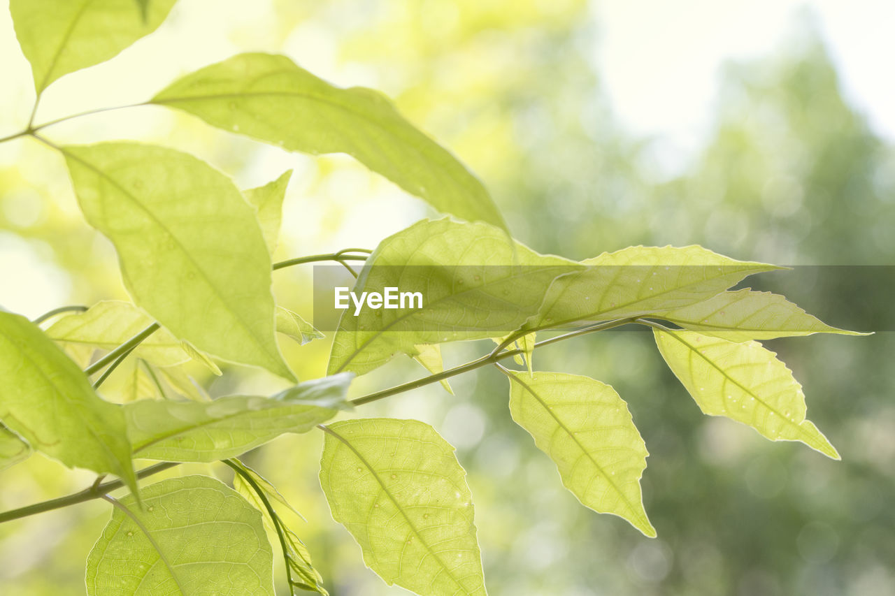 Close-up of leaves on plant