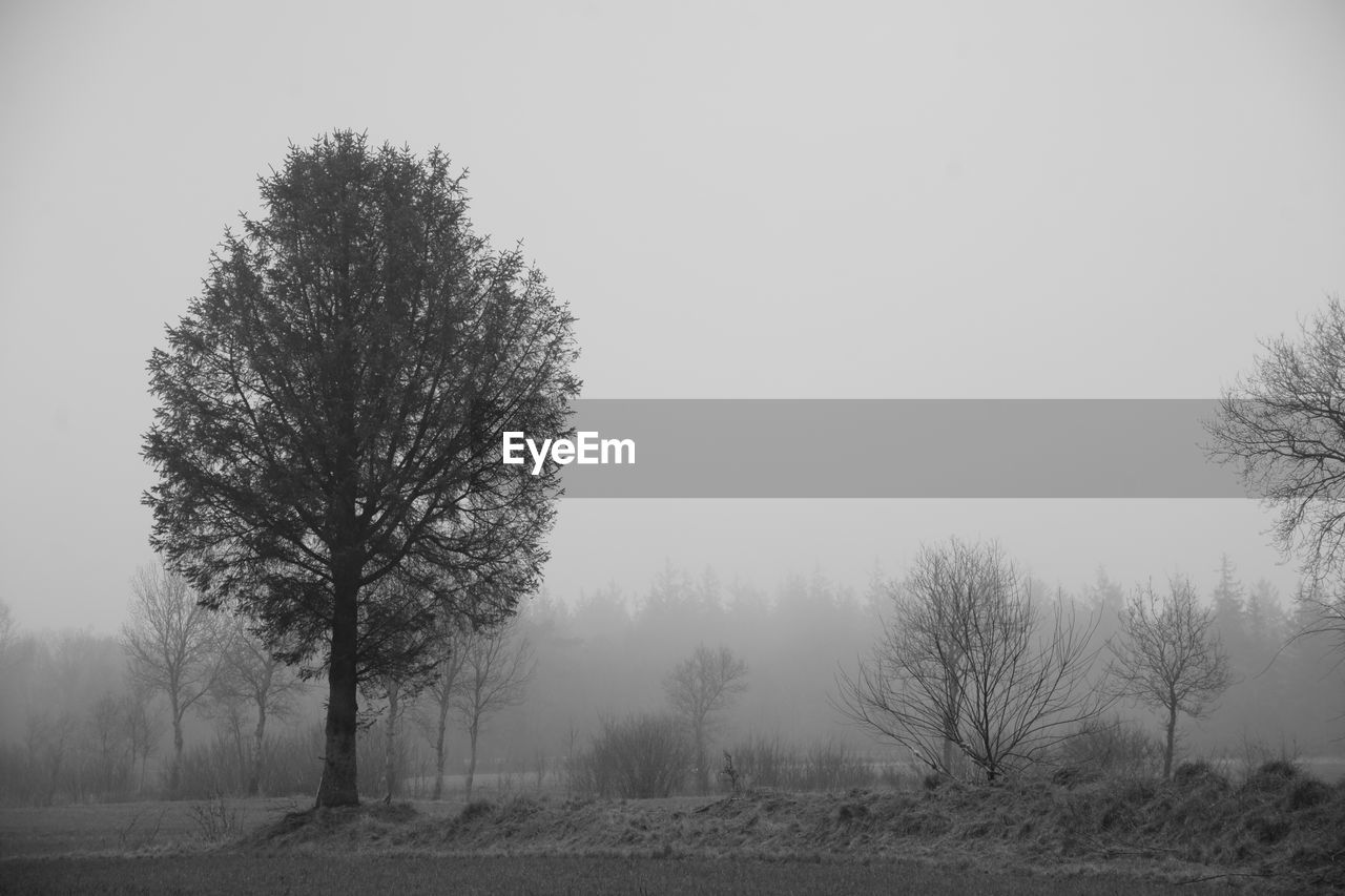 Bare tree on field against misty sky