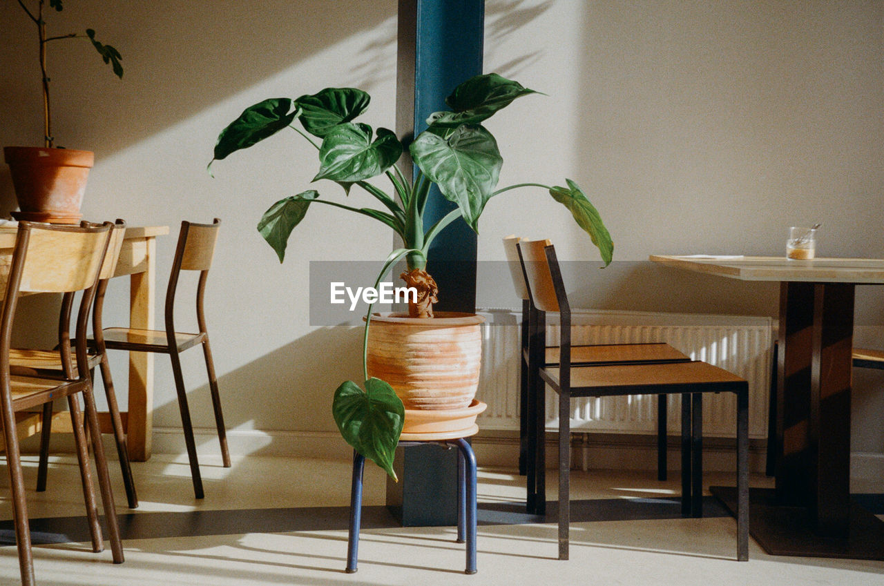 Potted plant on table at home