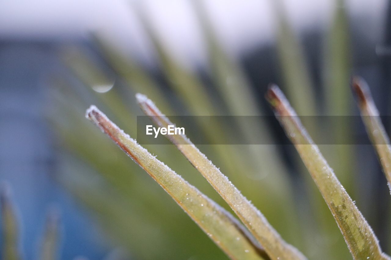 Close-up of fresh plant