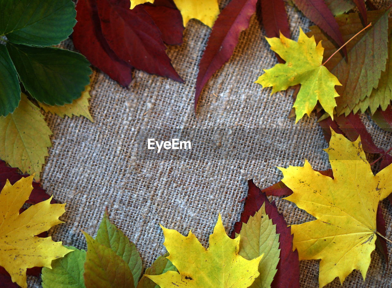 High angle view of maple leaves