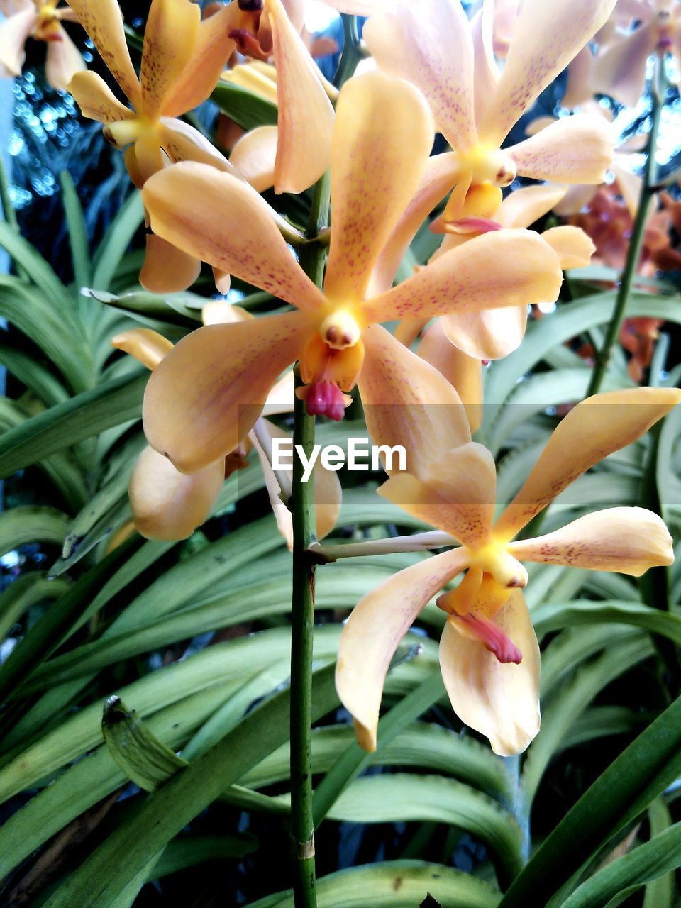 CLOSE-UP OF YELLOW FLOWERING PLANTS