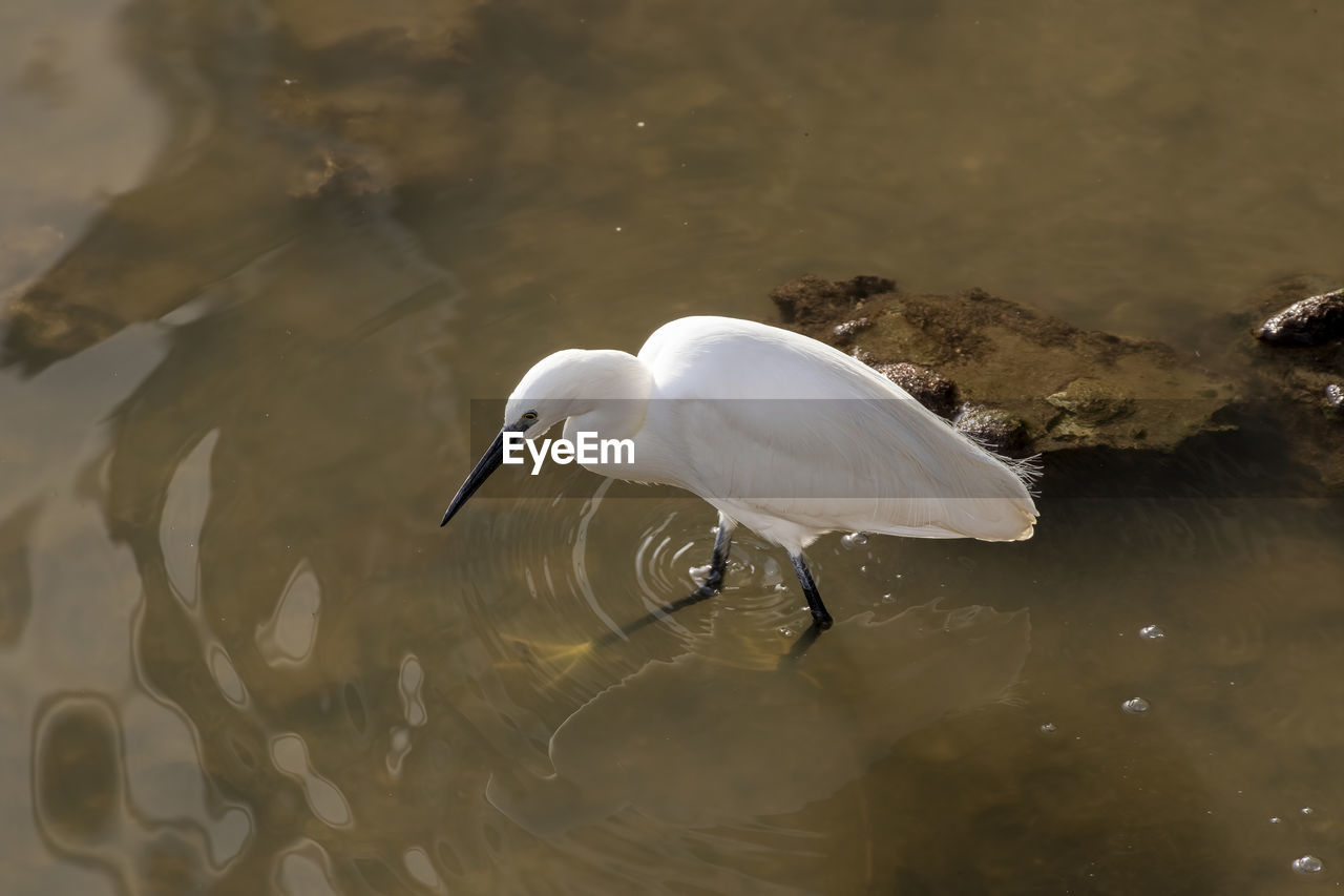 animal themes, animal, animal wildlife, bird, wildlife, water, one animal, reflection, lake, nature, beak, no people, wing, heron, white, outdoors, day, water bird, full length, side view, animal body part
