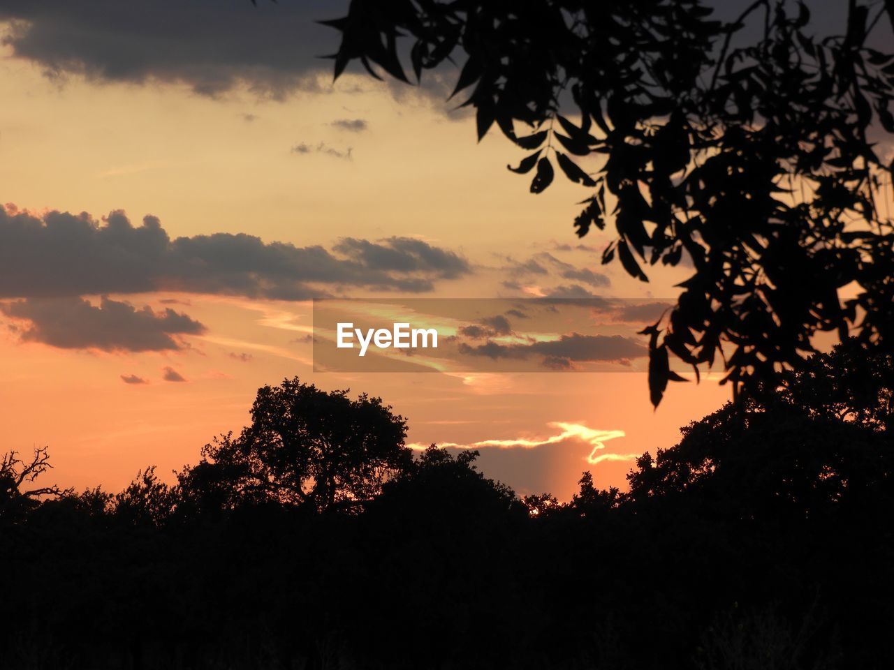 LOW ANGLE VIEW OF SILHOUETTE TREES AGAINST ROMANTIC SKY