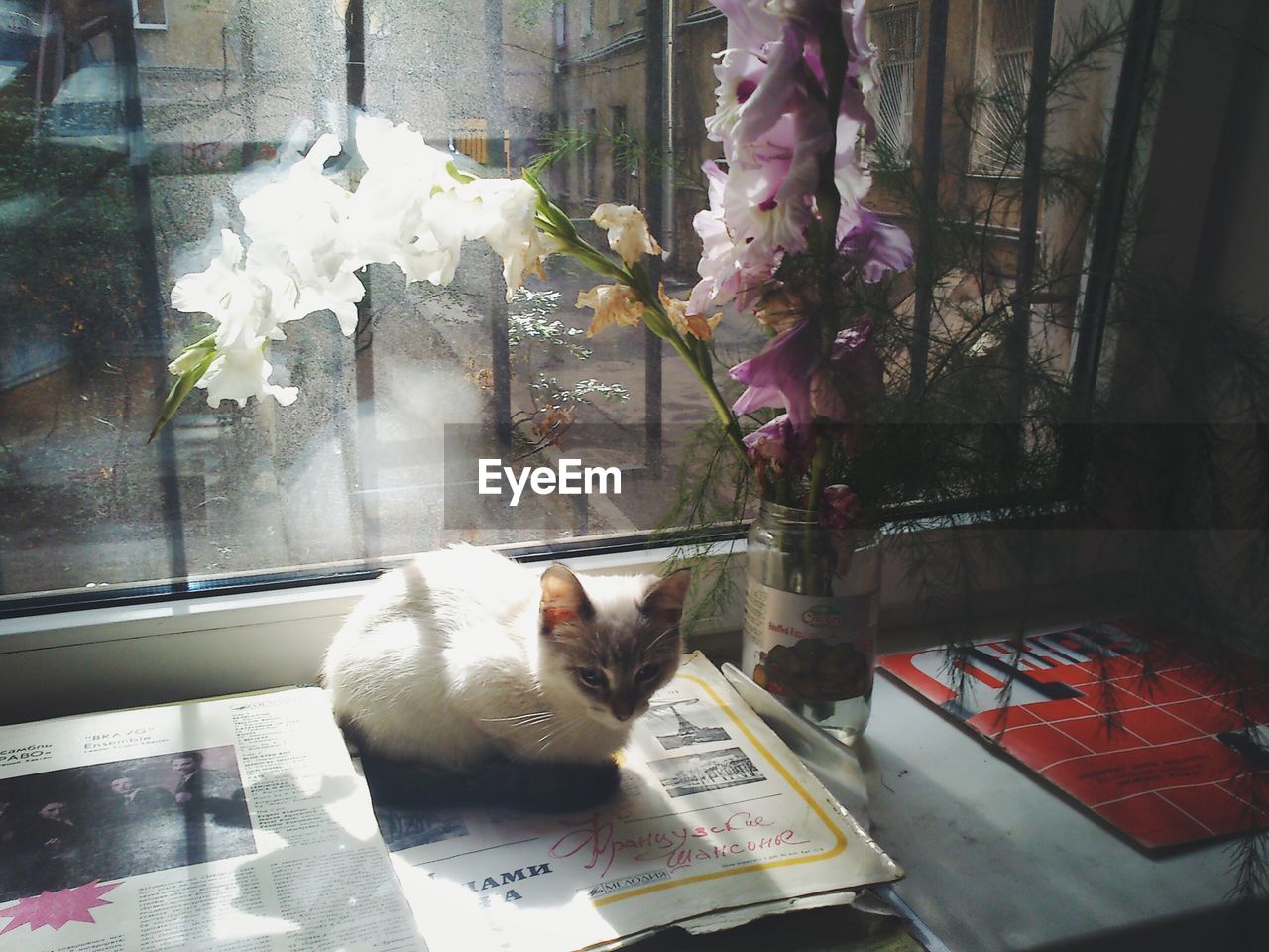 Cat sitting by flower vase against window at home