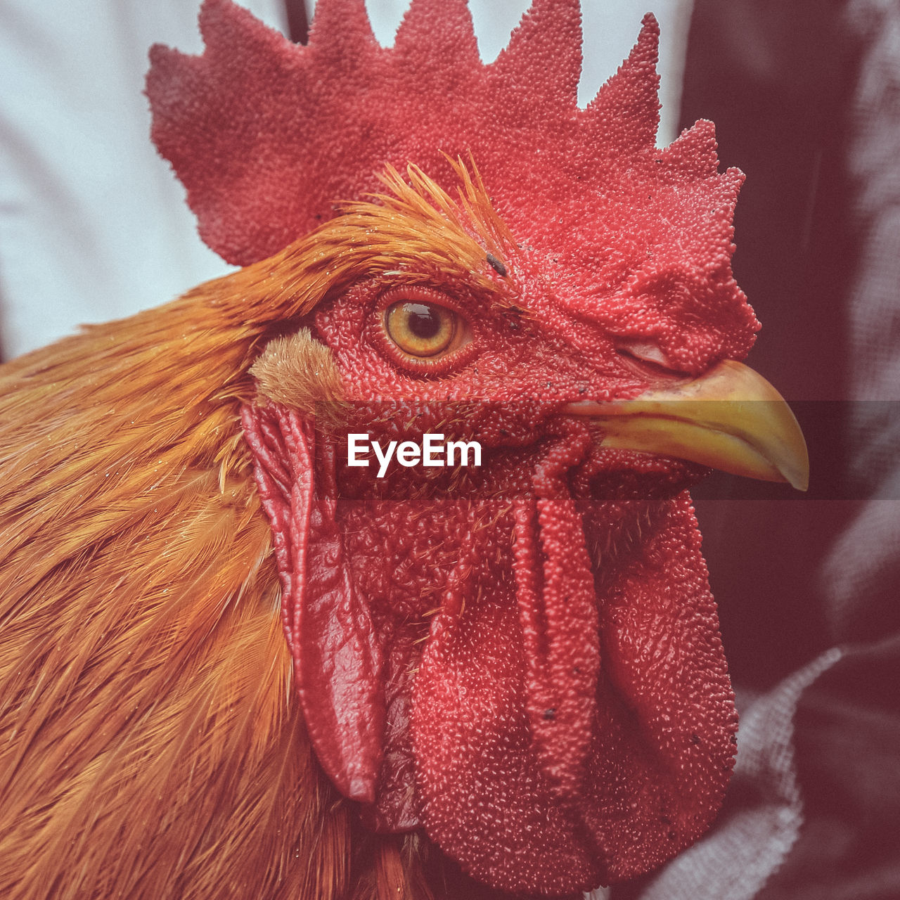 Close-up of a rooster head