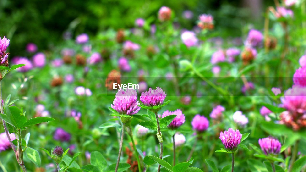 CLOSE-UP OF PINK FLOWERS