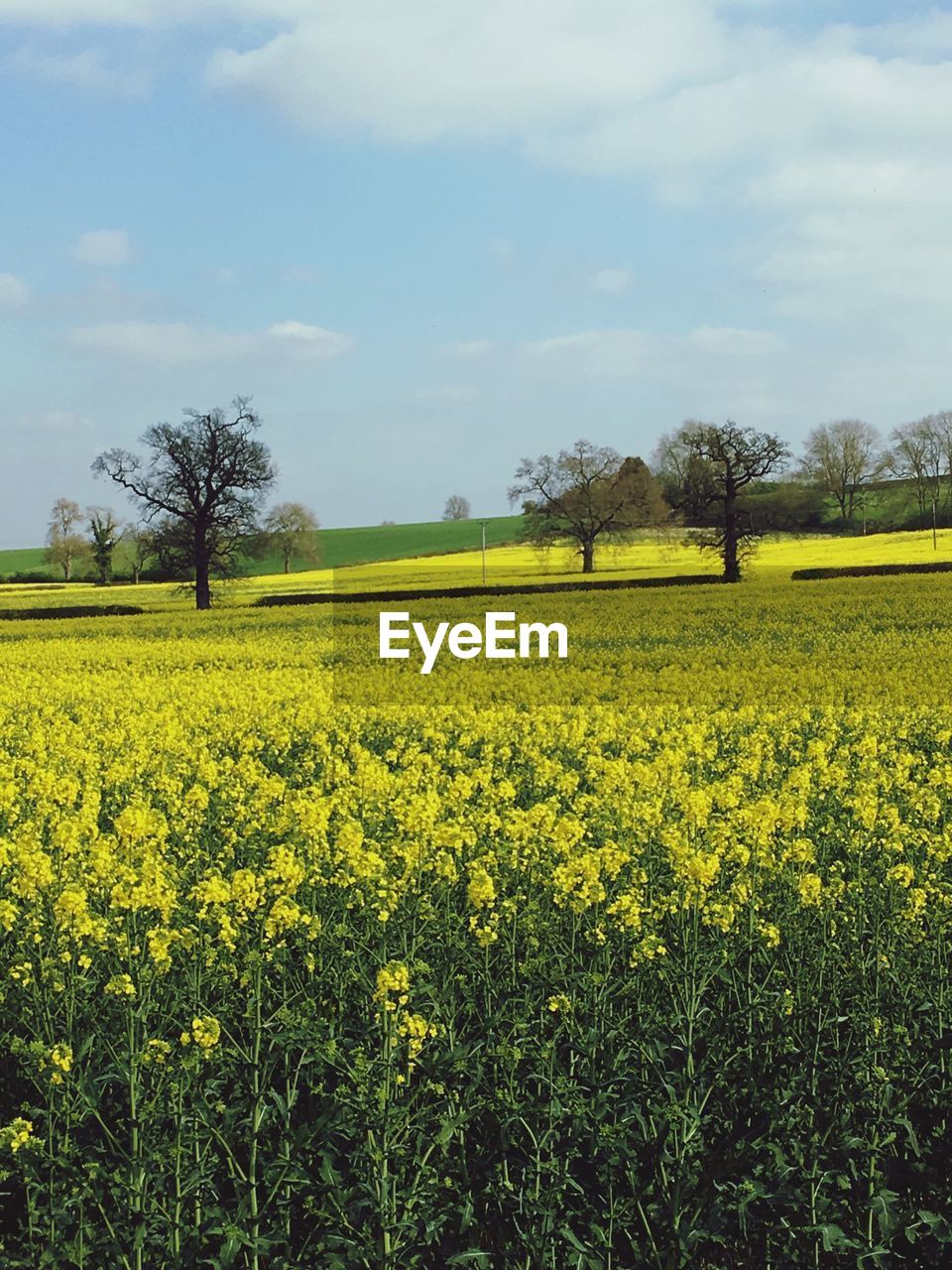 SCENIC VIEW OF OILSEED RAPE FIELD