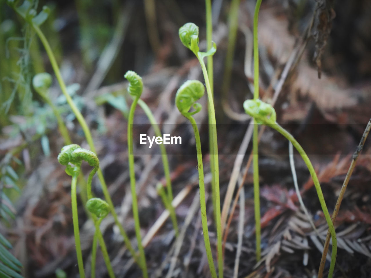 CLOSE-UP OF FRESH GREEN PLANT