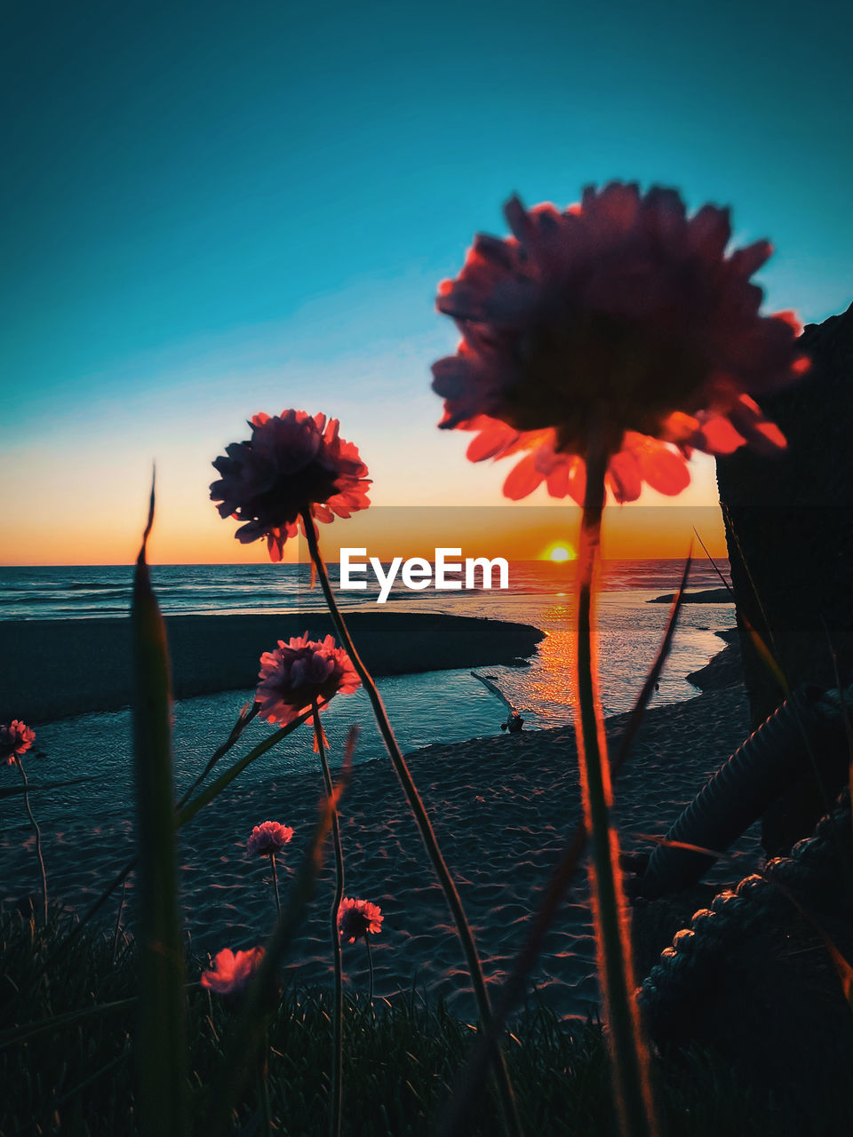plant, beauty in nature, sky, nature, flower, flowering plant, sunset, water, sea, land, red, freshness, tranquility, sunlight, no people, reflection, scenics - nature, beach, tranquil scene, outdoors, horizon, growth, cloud, evening, dusk, flower head, horizon over water, fragility, blue, summer