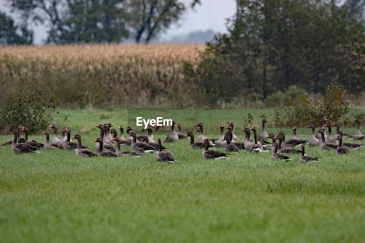 FLOCK OF BIRDS ON GRASSLAND AGAINST SKY