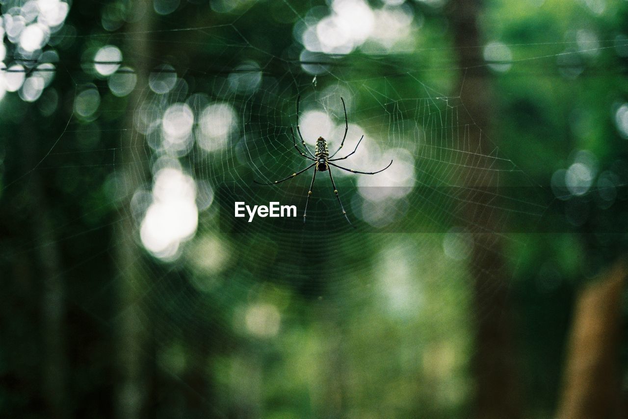 Close-up of spider on web