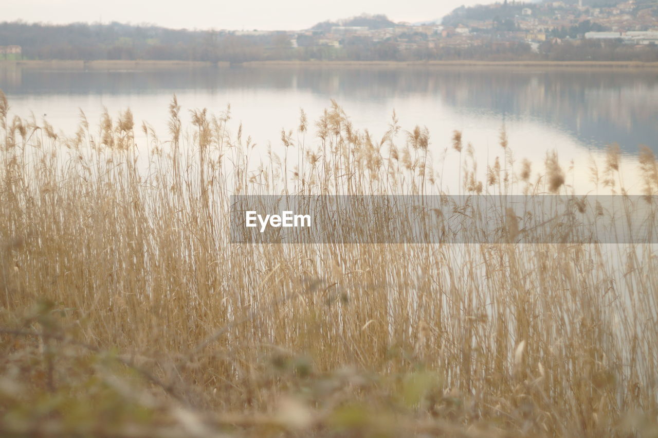 PLANTS GROWING IN LAKE