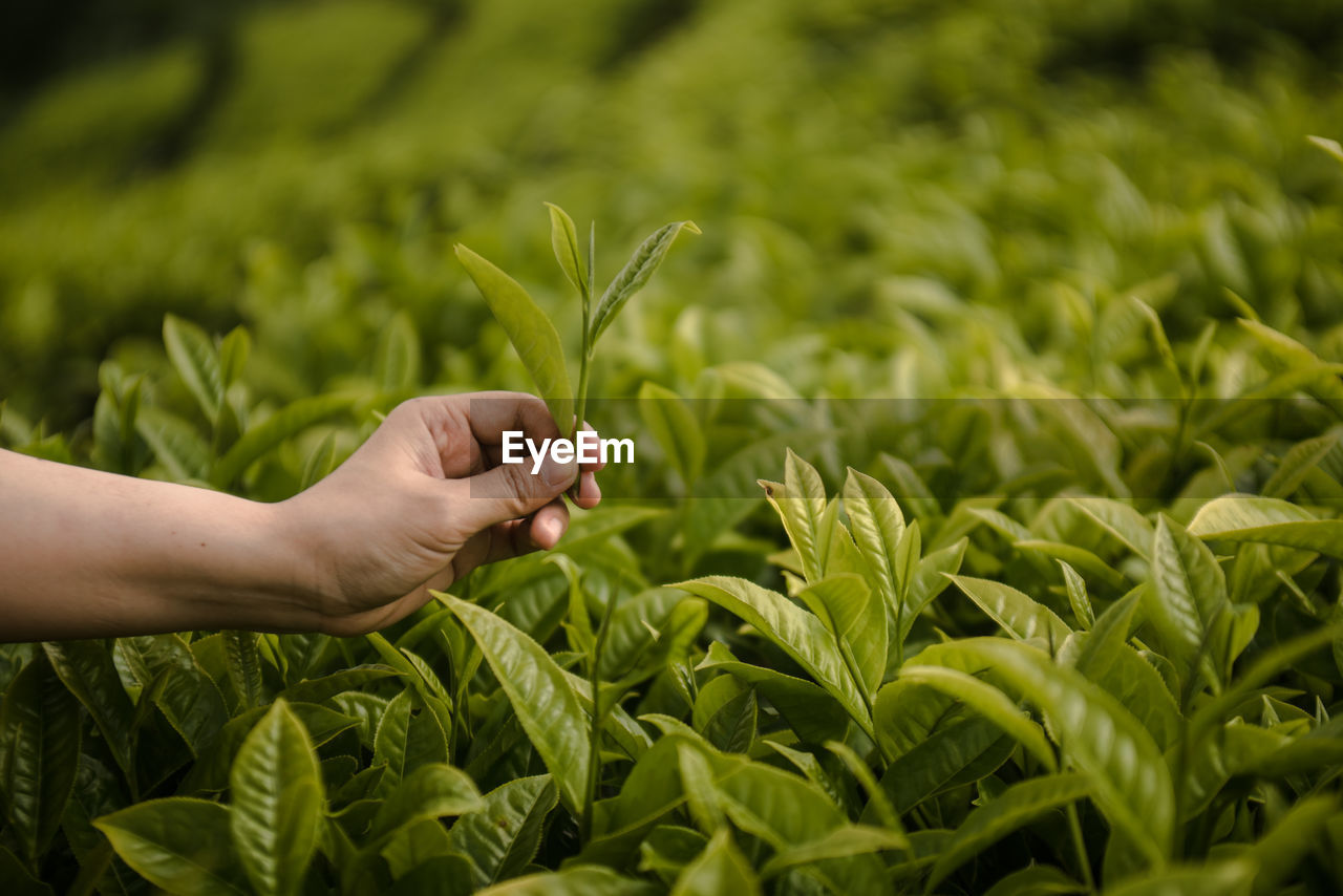 Cropped hand of woman holding plant