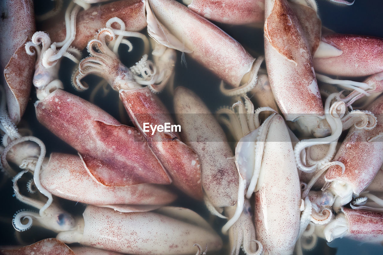 Full frame shot of squid for sale 