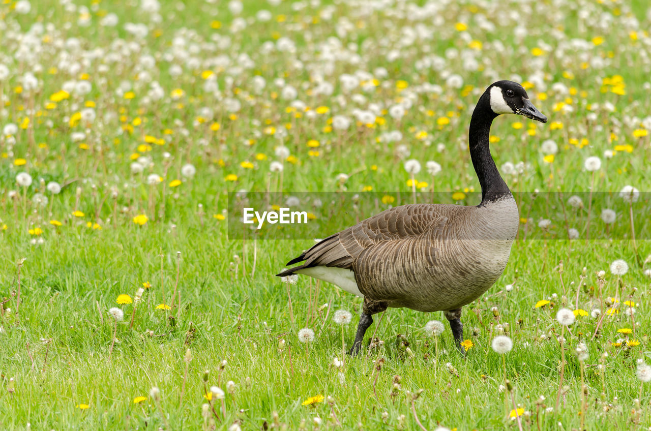 HIGH ANGLE VIEW OF BIRD ON GRASS