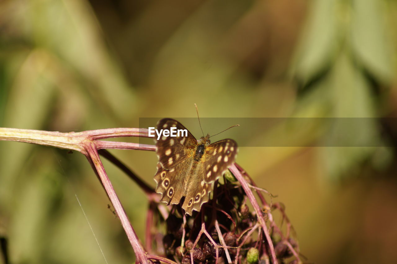 CLOSE-UP OF BUTTERFLY