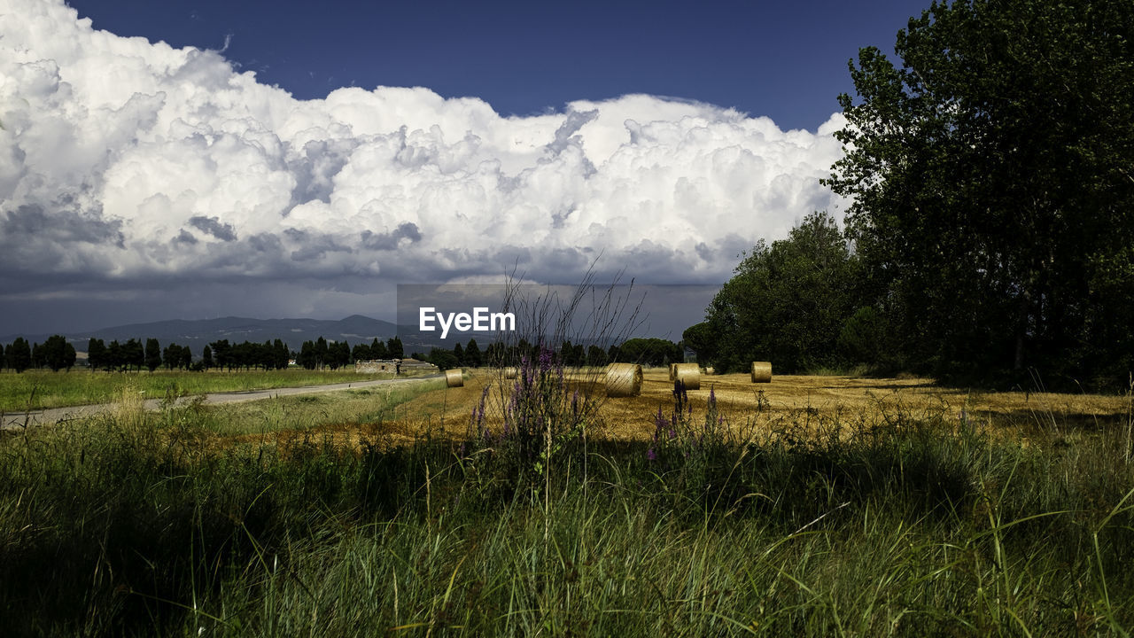Scenic view of agricultural field against sky