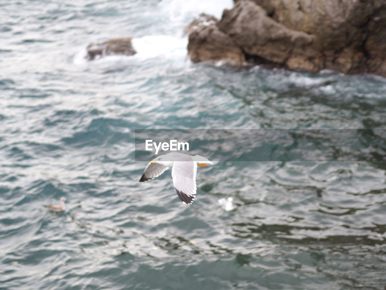 SEAGULL FLYING OVER A SEA