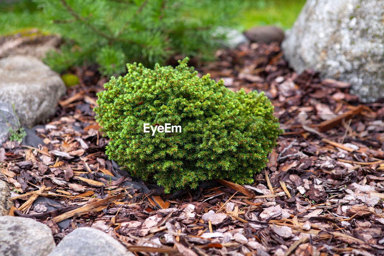 soil, plant, nature, tree, green, leaf, no people, woodland, growth, grass, moss, land, day, plant part, field, flower, outdoors, beauty in nature, non-vascular land plant, lawn, food, rock, garden, close-up, vegetable, food and drink, high angle view, focus on foreground, forest, tranquility